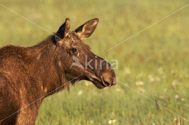 Elk (Alces alces)