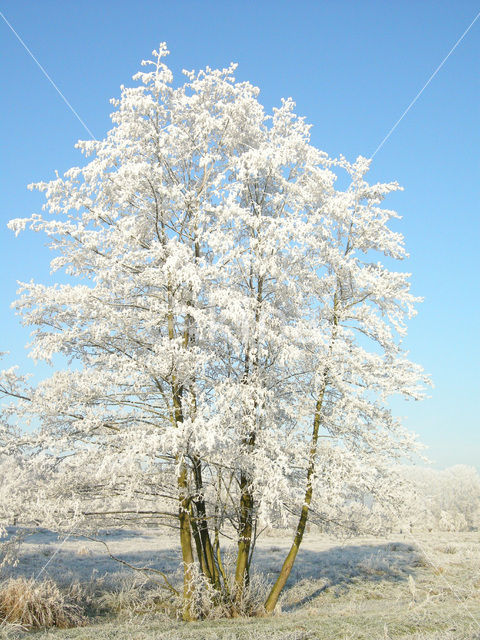 Alder (Alnus spec. )