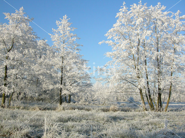 Alder (Alnus spec. )