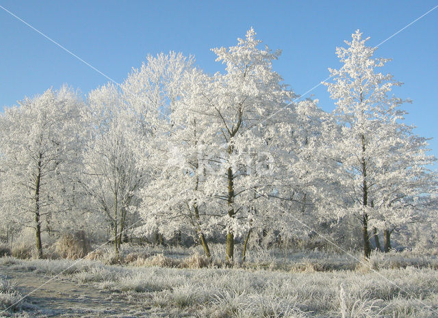 Alder (Alnus spec. )