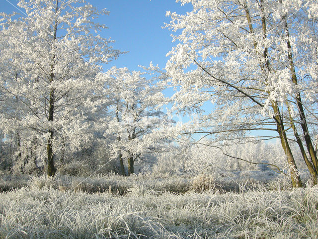 Alder (Alnus spec. )