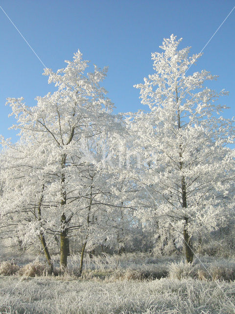 Alder (Alnus spec. )