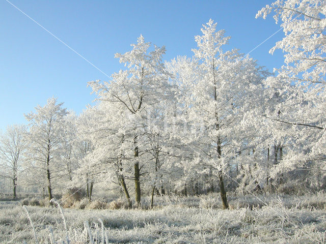 Alder (Alnus spec. )