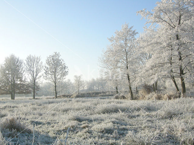 Alder (Alnus spec. )