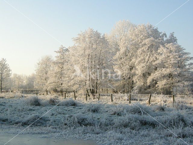 Alder (Alnus spec. )