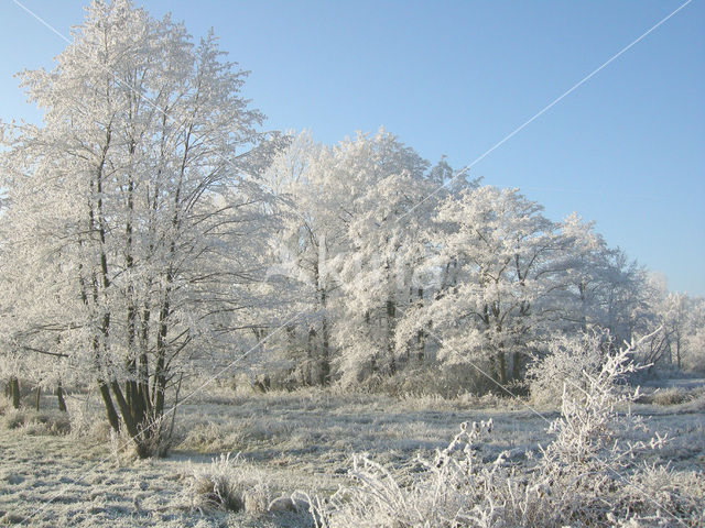 Alder (Alnus spec. )