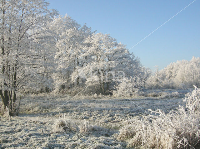 Alder (Alnus spec. )