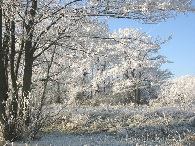 Alder (Alnus spec. )