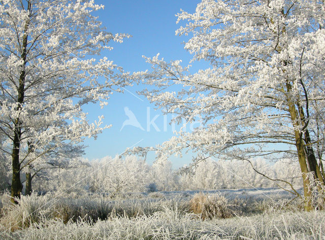 Alder (Alnus spec. )