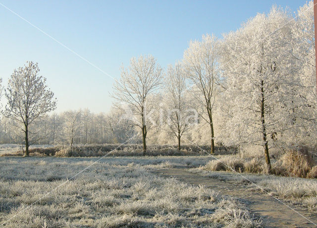 Alder (Alnus spec. )