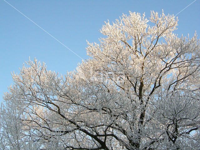 Alder (Alnus spec. )