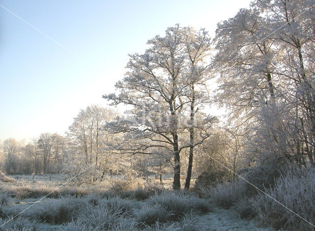 Alder (Alnus spec. )