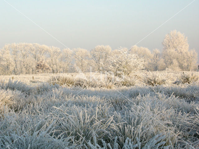 Alder (Alnus spec. )