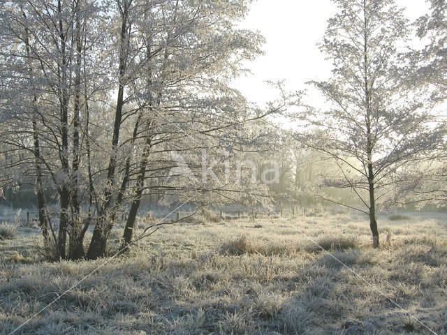 Alder (Alnus spec. )