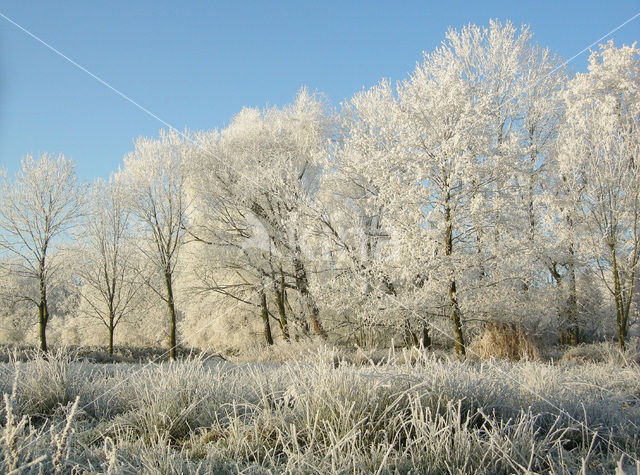 Alder (Alnus spec. )