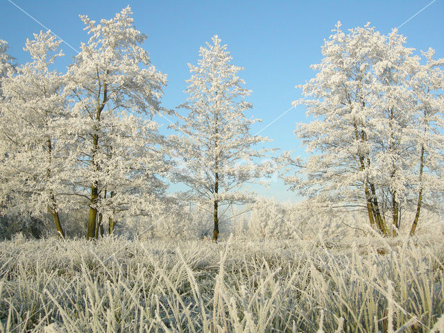 Alder (Alnus spec. )