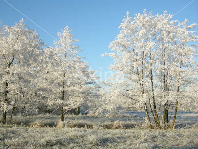 Alder (Alnus spec. )