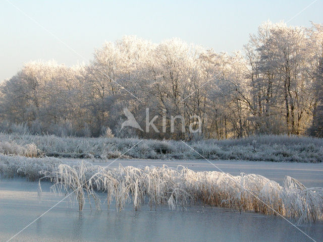 Alder (Alnus spec. )