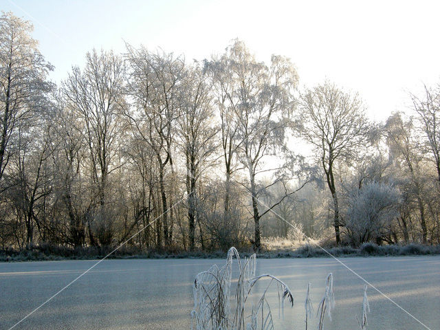 Alder (Alnus spec. )