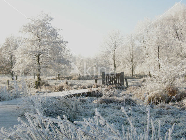 Alder (Alnus spec. )