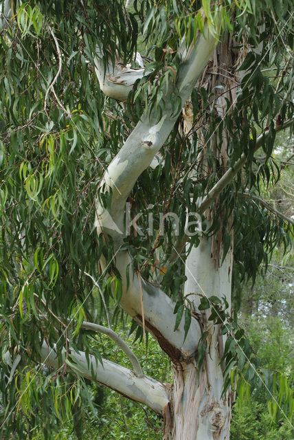 Eucalyptus (Eucalyptus diversicolor)