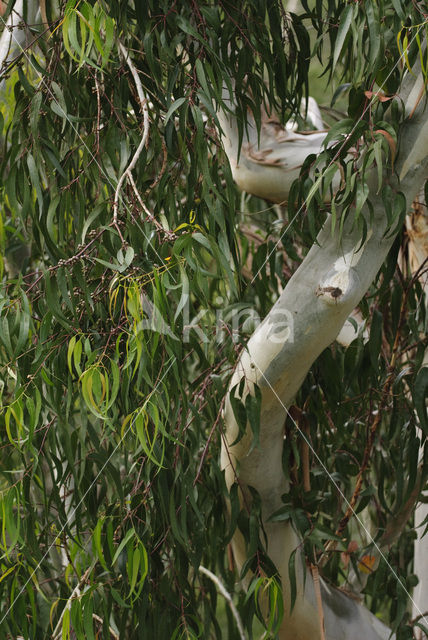 Eucalyptus (Eucalyptus diversicolor)