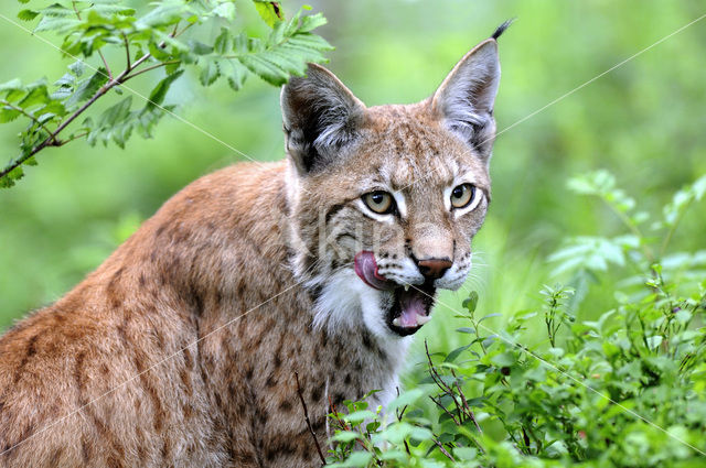 Euraziatische lynx (Lynx lynx)