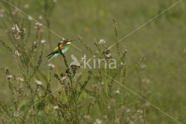 European Bee-eater (Merops apiaster)