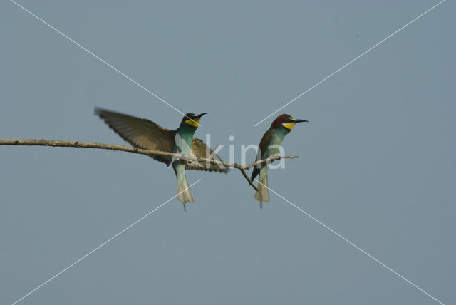 European Bee-eater (Merops apiaster)