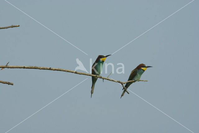 Europese Bijeneter (Merops apiaster)