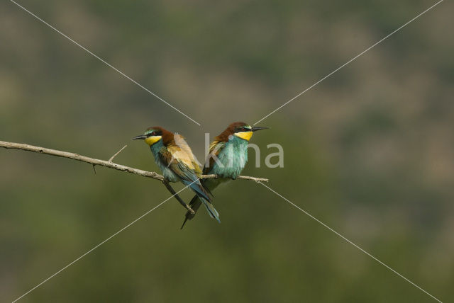 European Bee-eater (Merops apiaster)