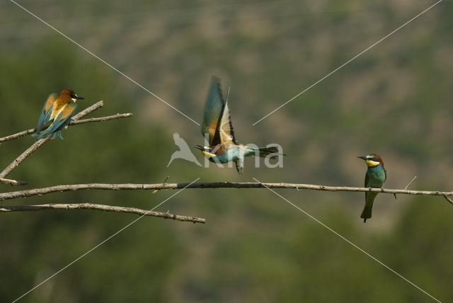 Europese Bijeneter (Merops apiaster)