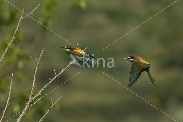 European Bee-eater (Merops apiaster)