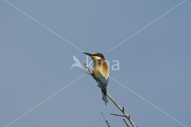 European Bee-eater (Merops apiaster)
