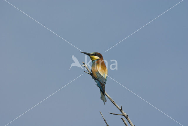 Europese Bijeneter (Merops apiaster)