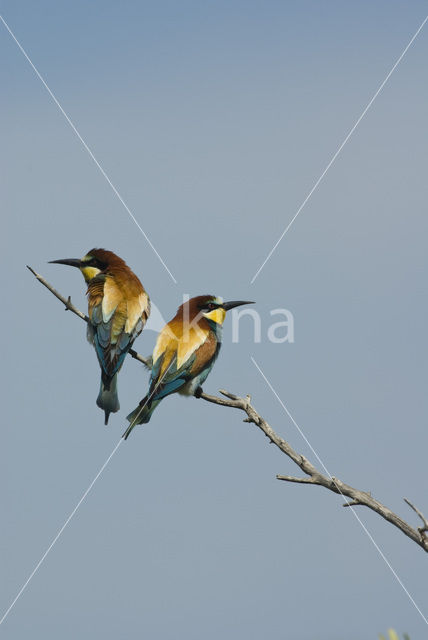 Europese Bijeneter (Merops apiaster)