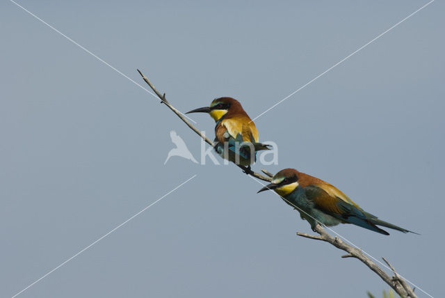 Europese Bijeneter (Merops apiaster)