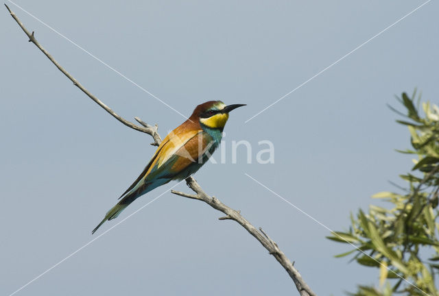 European Bee-eater (Merops apiaster)