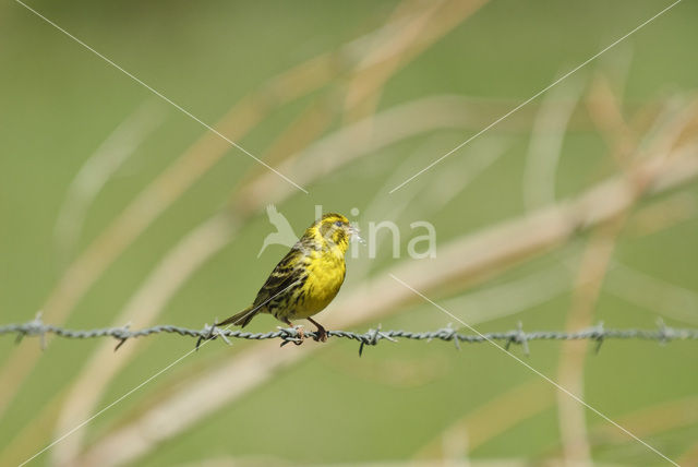 European Serin (Serinus serinus)