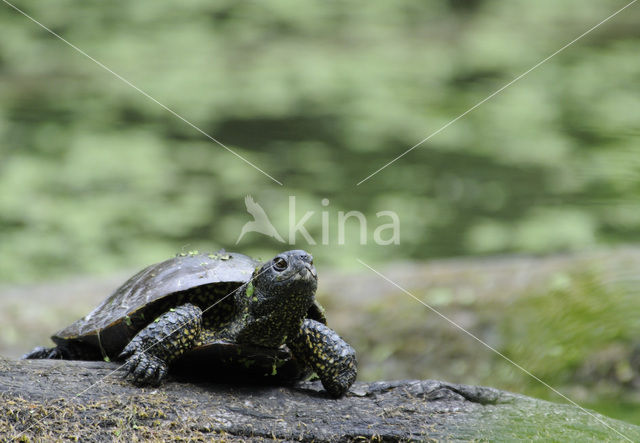 Europese moerasschildpad (Emys orbicularis)