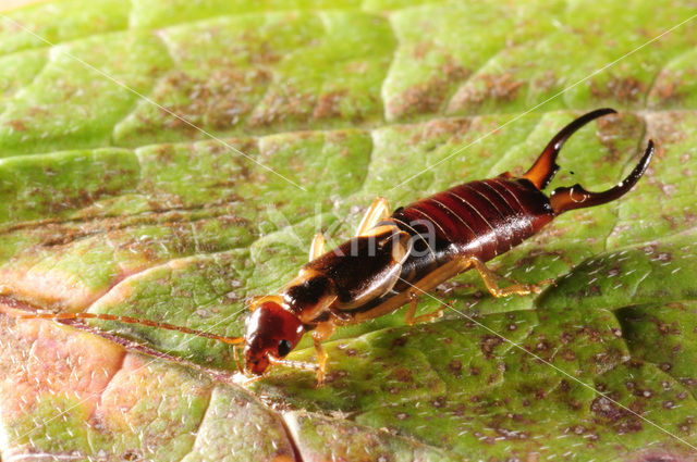 European earwig (Forficula auricularia)