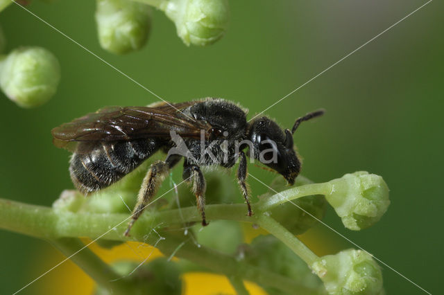 Fijngestippelde groefbij (Lasioglossum punctatissimum)