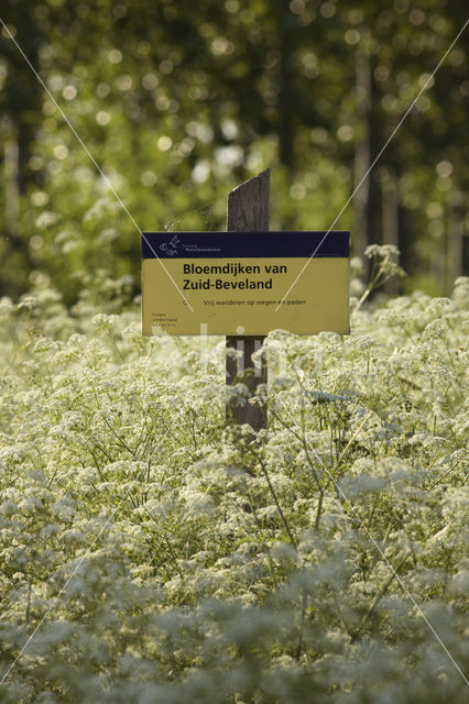 Cow Parsley (Anthriscus sylvestris)