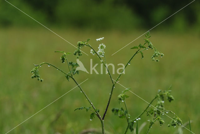 Fluitekruid (Anthriscus sylvestris)