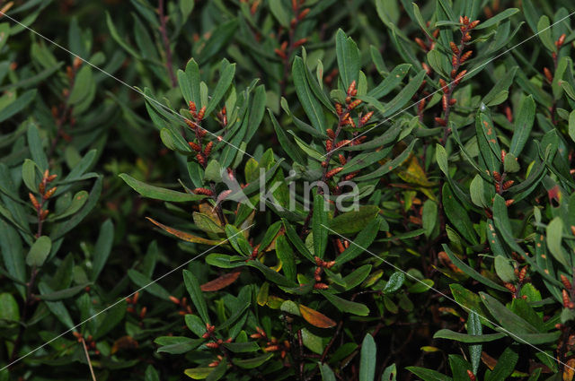 Bog myrtle (Myrica gale)