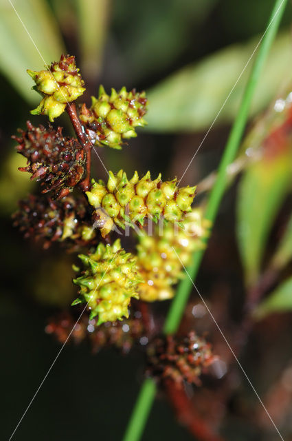 Bog myrtle (Myrica gale)