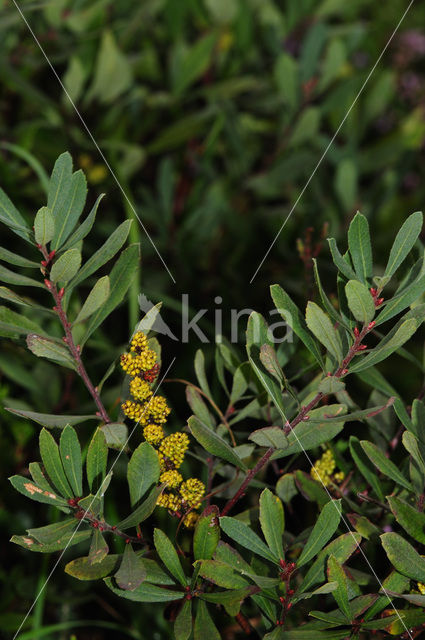 Bog myrtle (Myrica gale)