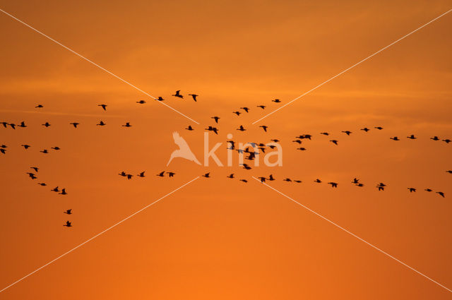 Gans (Anser spec.)