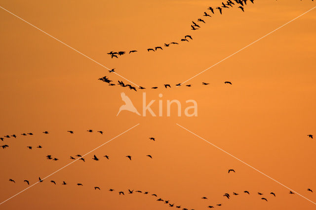 Gans (Anser spec.)