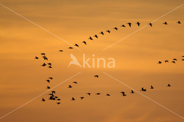 Gans (Anser spec.)